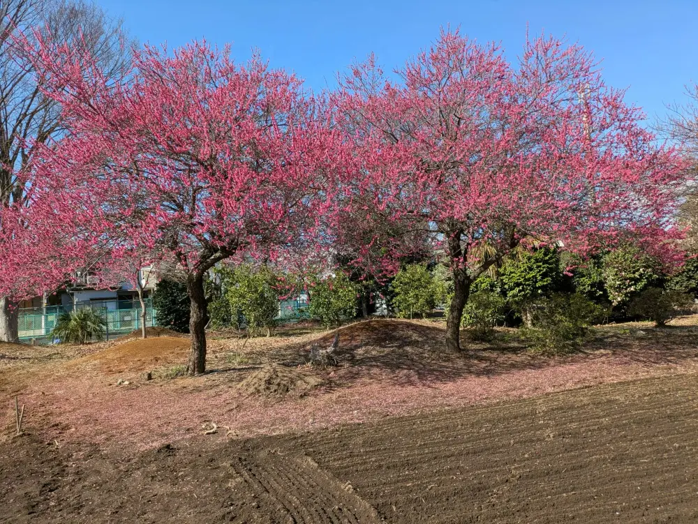 農園ギャラリー写真30