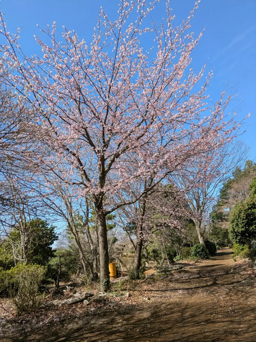 農園ギャラリー写真32