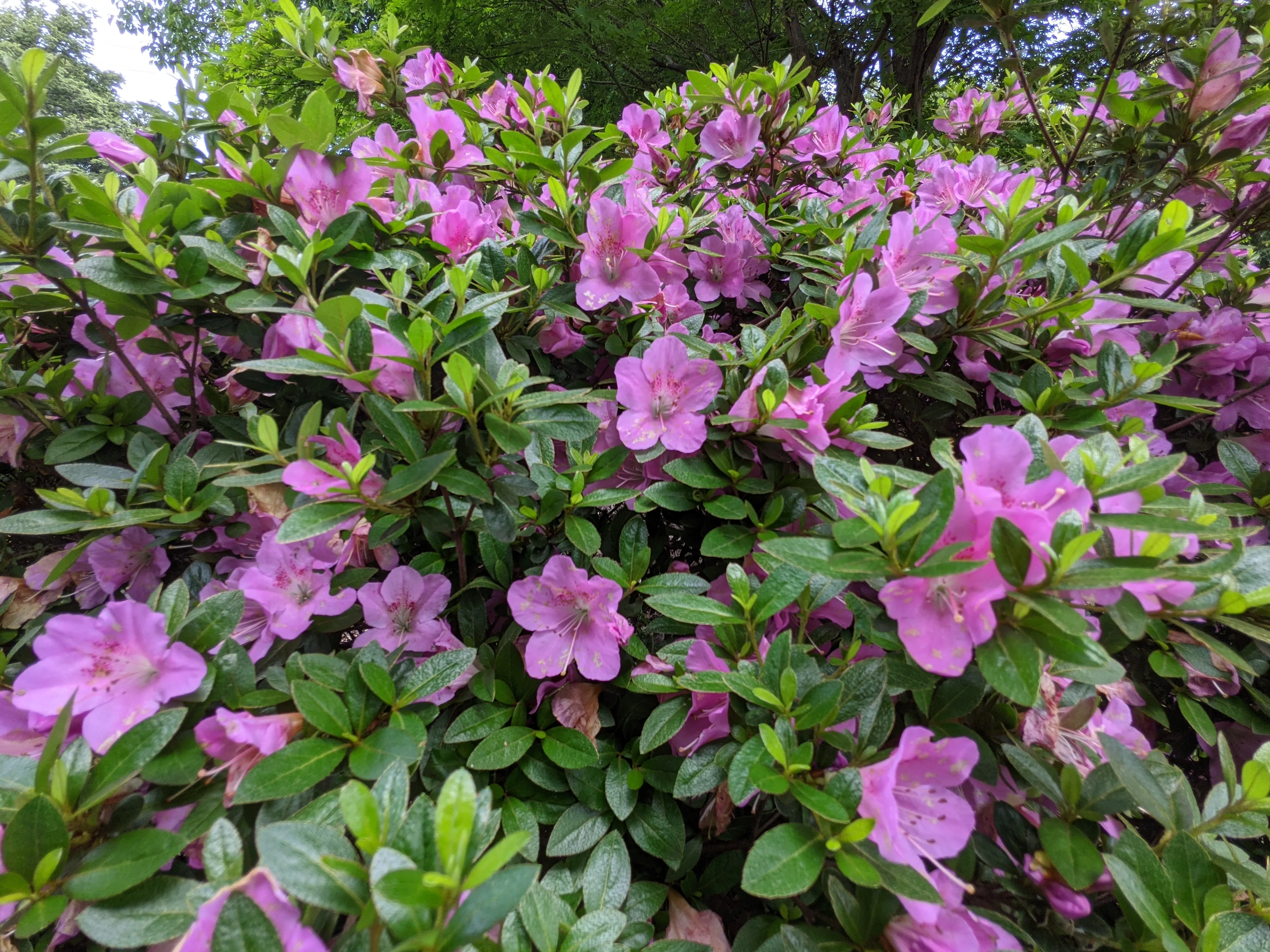 農園ギャラリー写真7