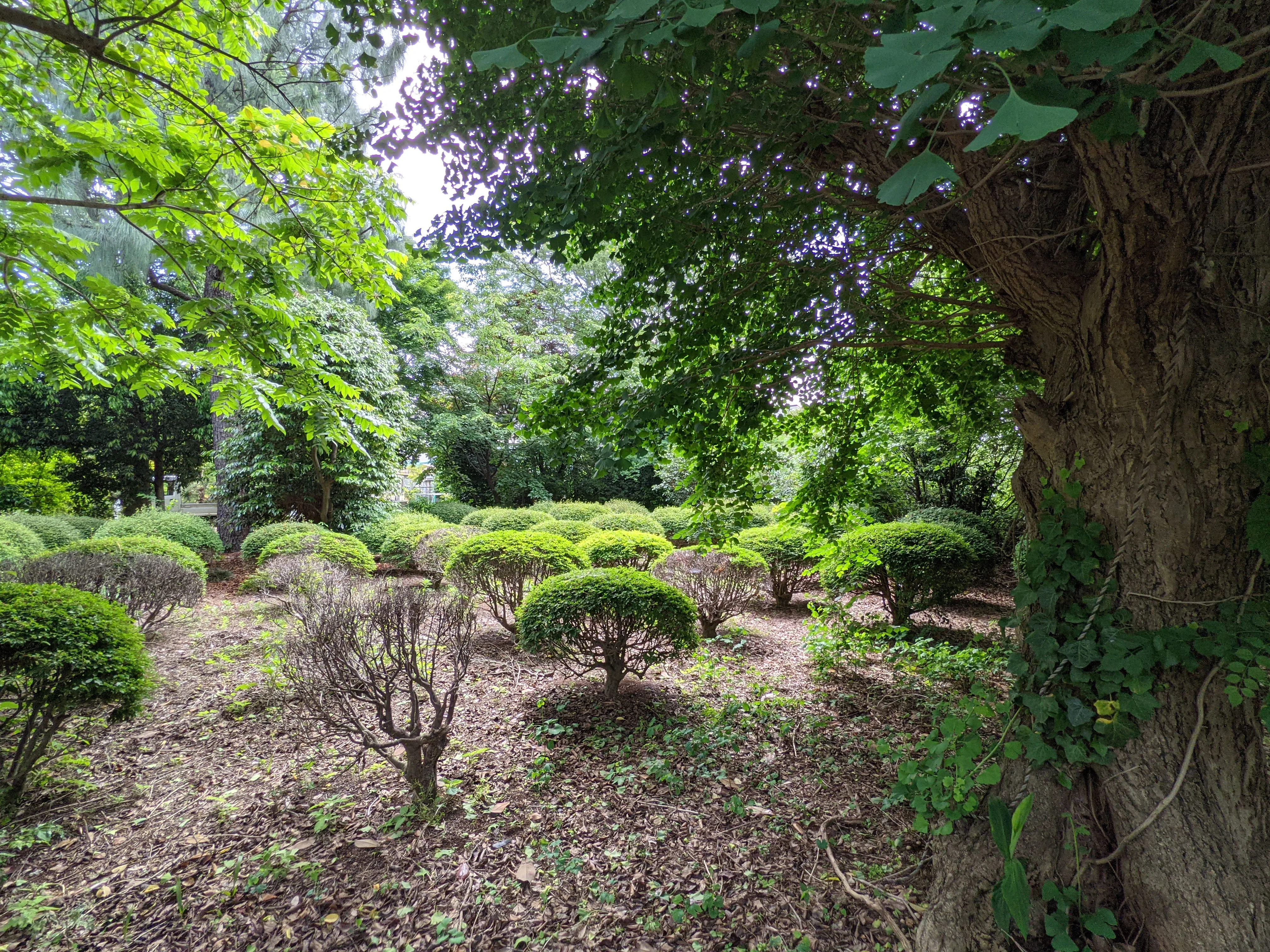 農園ギャラリー写真11