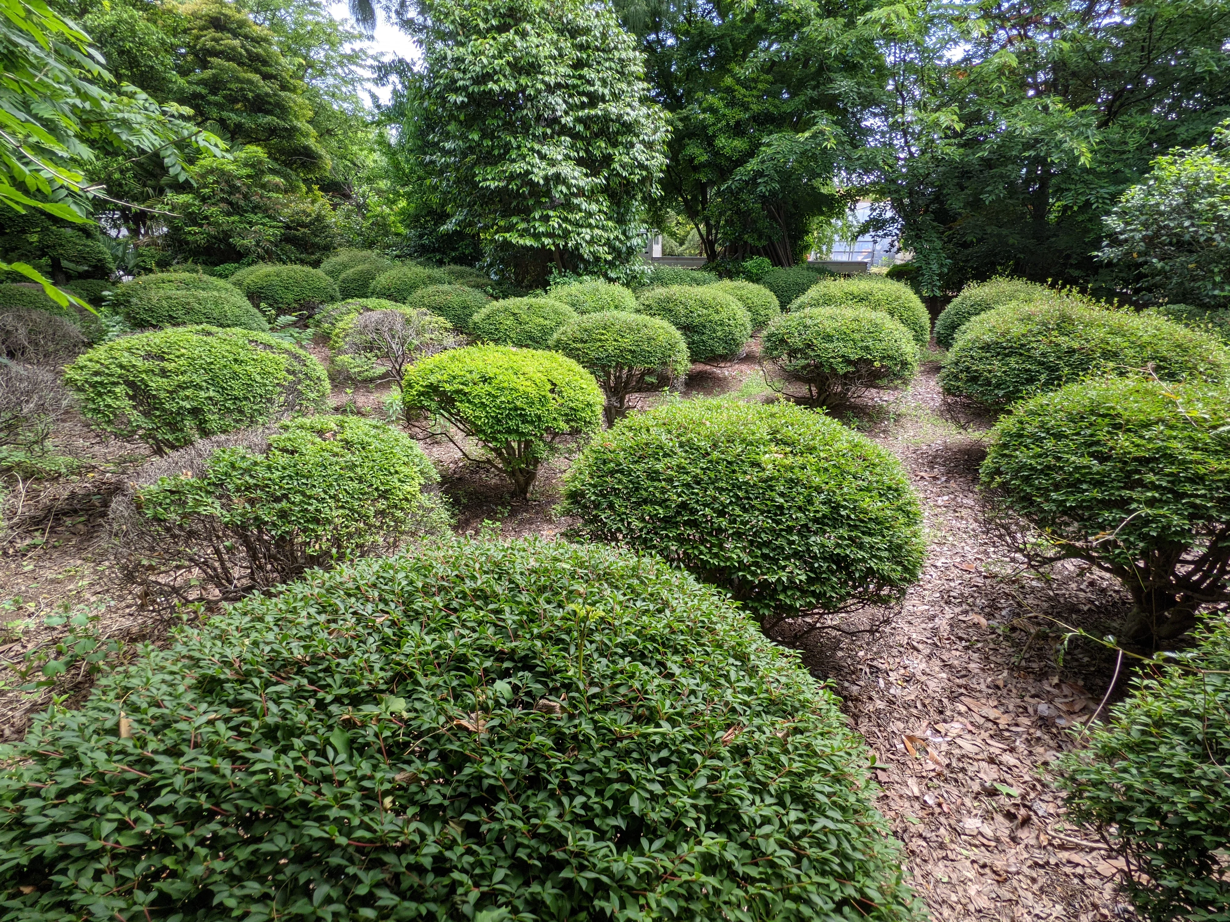 農園ギャラリー写真12