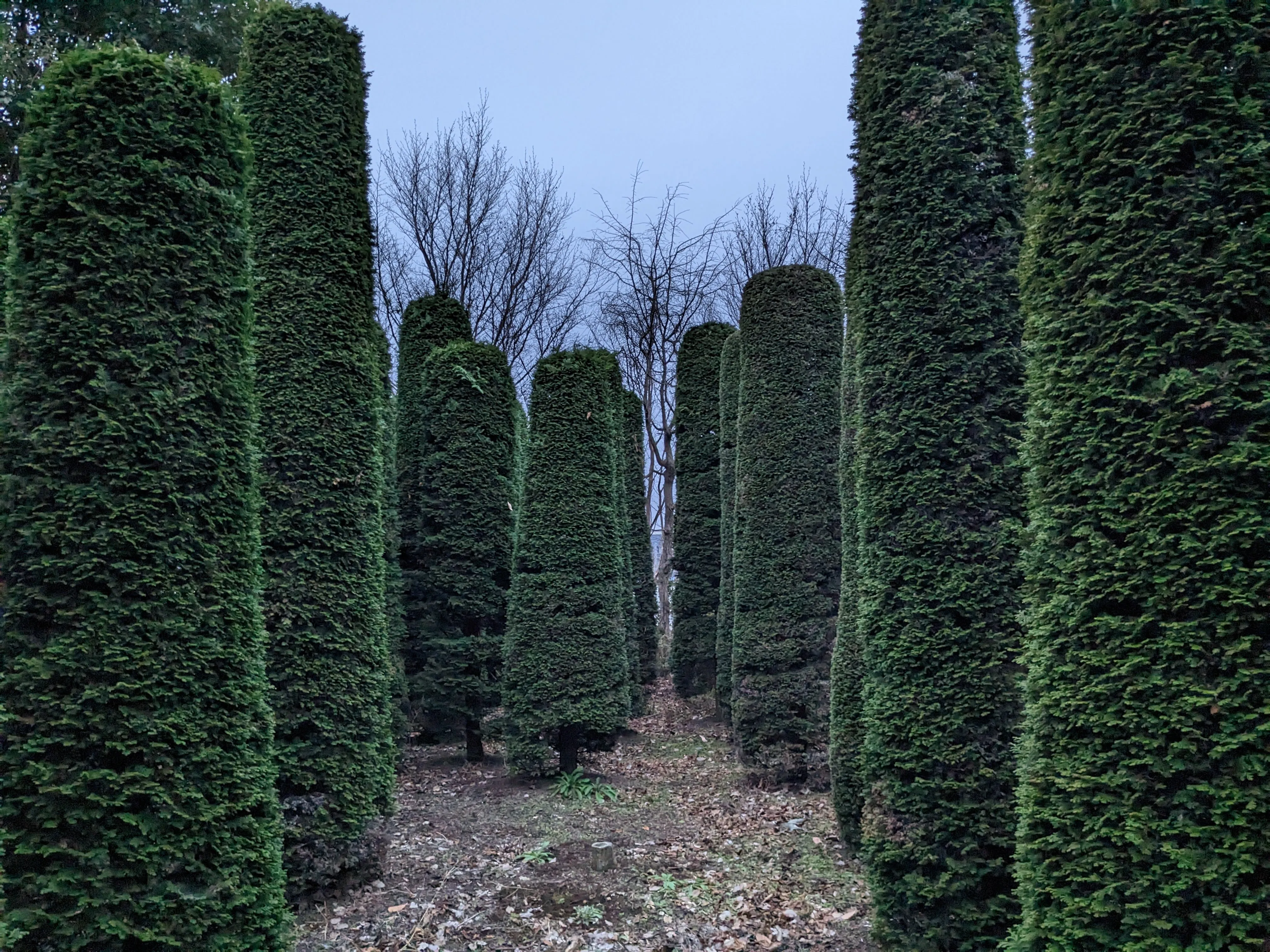多様な樹種を育成する農園